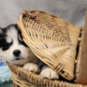 Meet your Posher, Angela